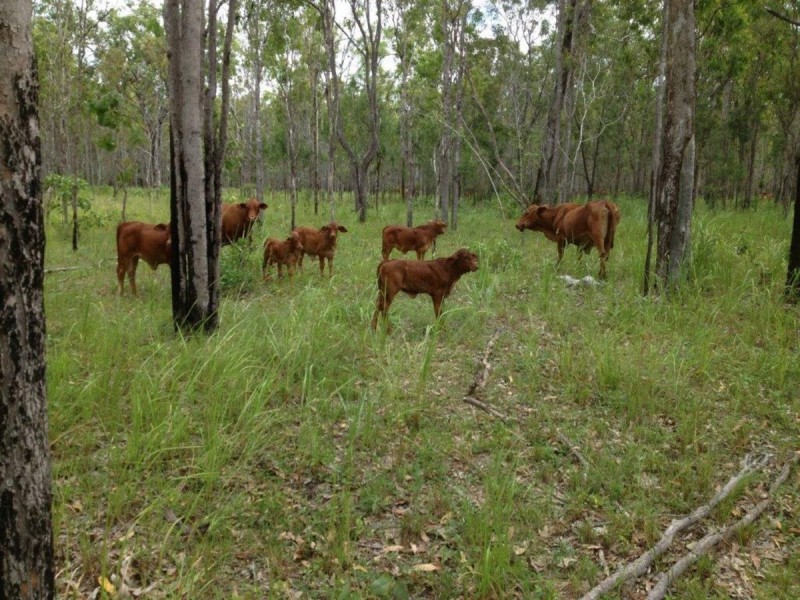 Lot 4, 3400 Mulligan Highway, Mount Molloy QLD 4871
