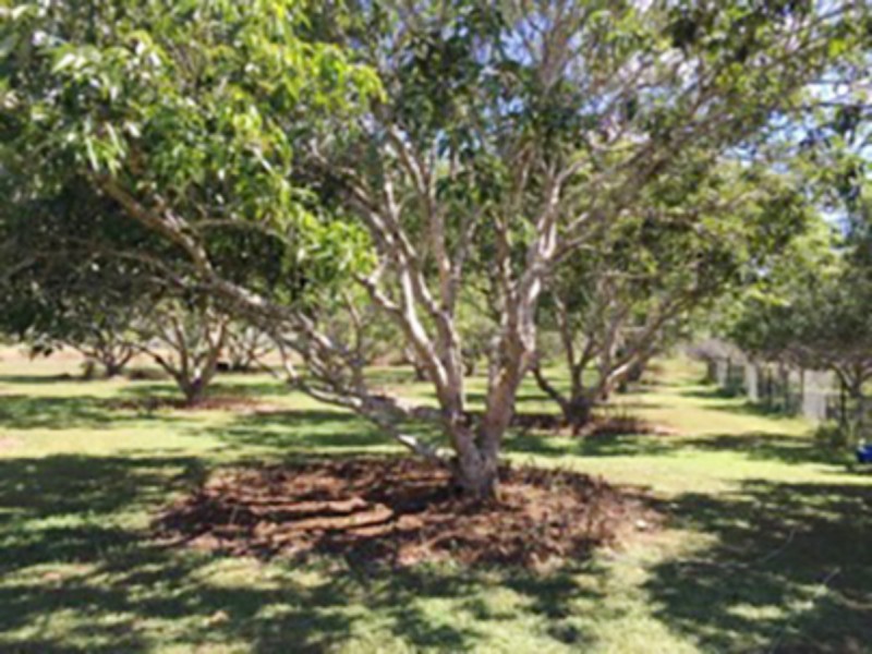 886 Koah Road, Koah QLD 4881