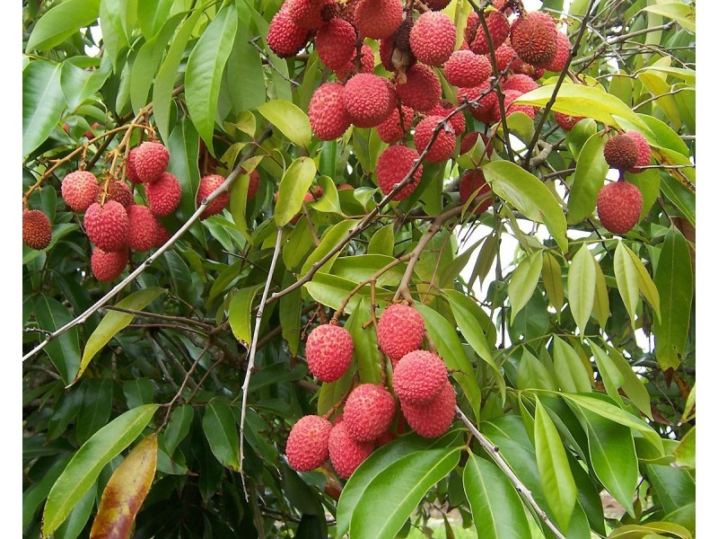 77 Carman Road, Mareeba QLD 4880