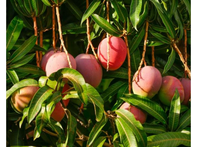 77 Carman Road, Mareeba QLD 4880