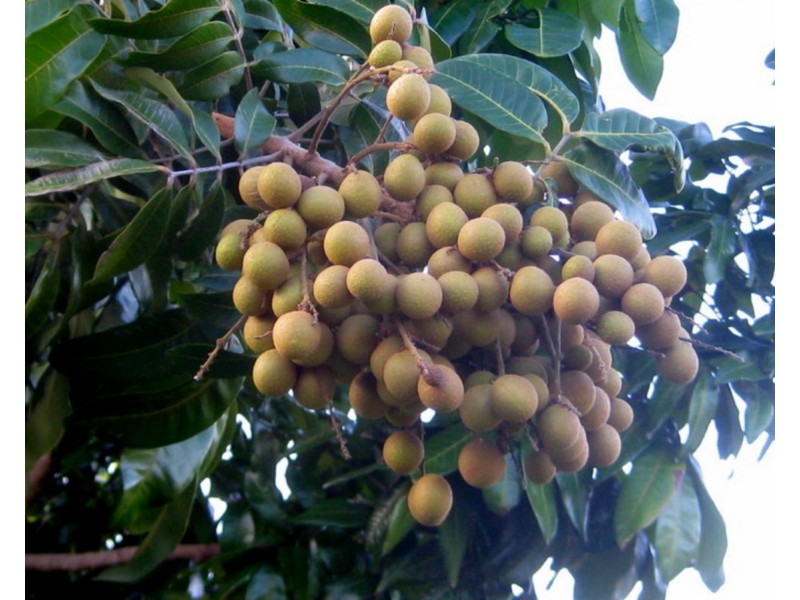 77 Carman Road, Mareeba QLD 4880