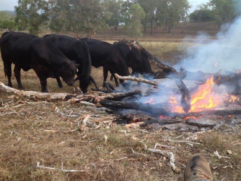 Lot 1, 3609 Mulligan Highway, Mount Molloy QLD 4871