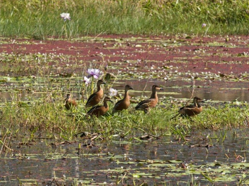 Lot 1, 3609 Mulligan Highway, Mount Molloy QLD 4871