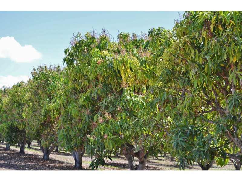 208 George Fabris Road, Mareeba QLD 4880