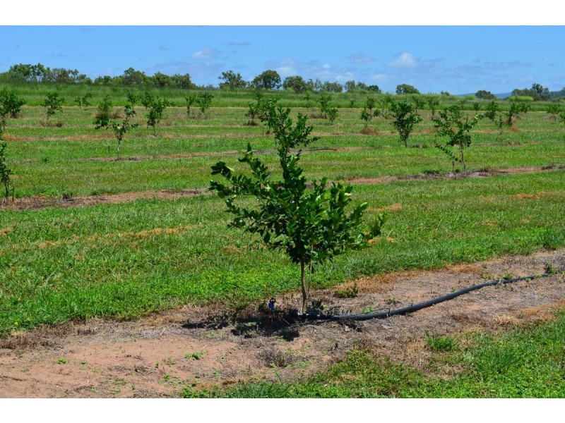 208 George Fabris Road, Mareeba QLD 4880