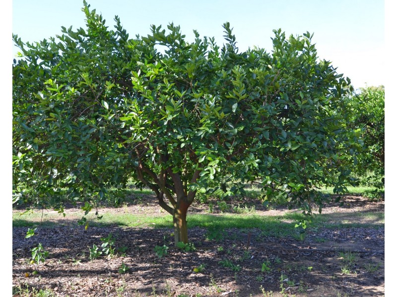 460 Springs Road, Paddys Green QLD 4880