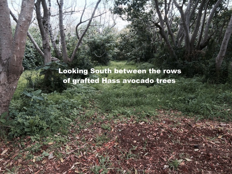 Lot 31, 1A Esme Street Cnr Long Road, Tamborine Mountain QLD 4272