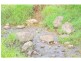 Lot 6 Ingleside Road, Comboyne NSW 2429