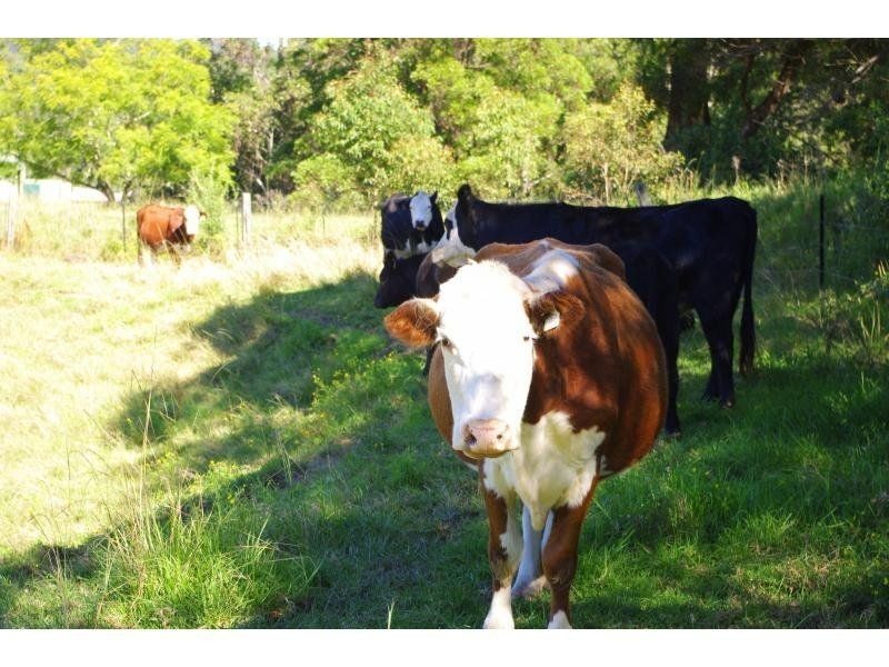 9 Appletree Road, Bellangry NSW 2446