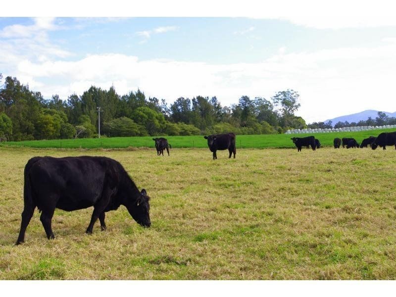 131 Clarefield Dungaycreek Road, Rollands Plains NSW 2441