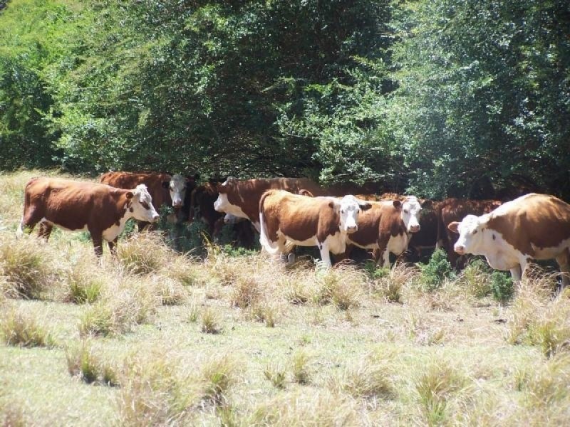 Lot 178, 1869 Pappinbarra Road, Hollisdale NSW 2446