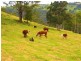 481 Ponsfords Road, Comboyne NSW 2429