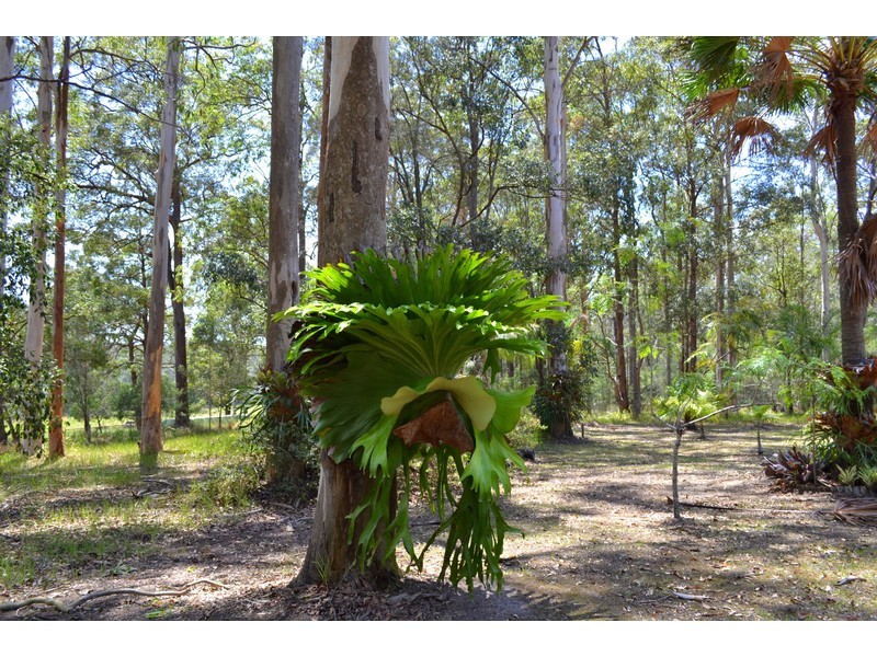 284 Pembrooke Road, Redbank NSW 2446