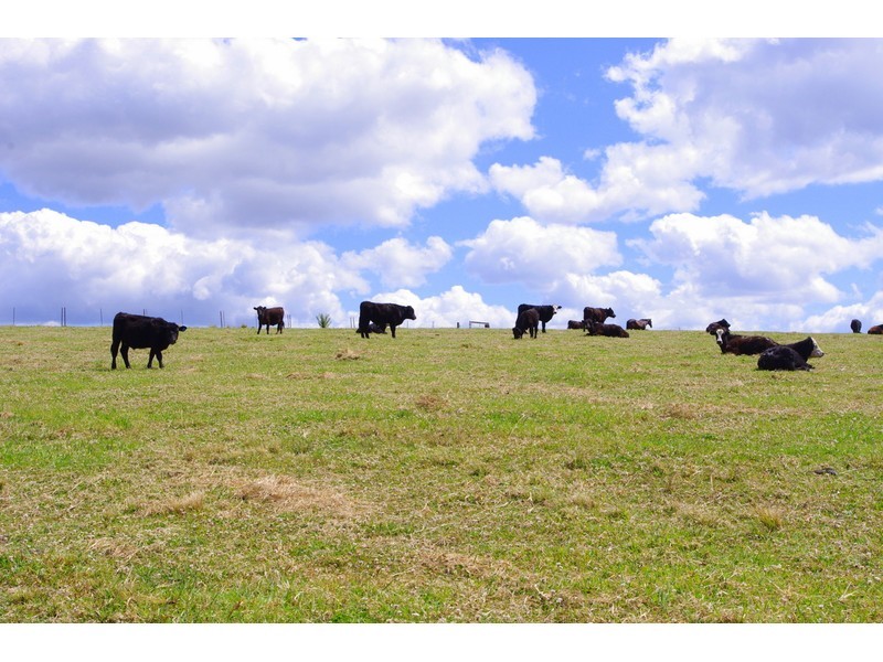 369 Bellangry Road, Mortons Creek NSW 2446