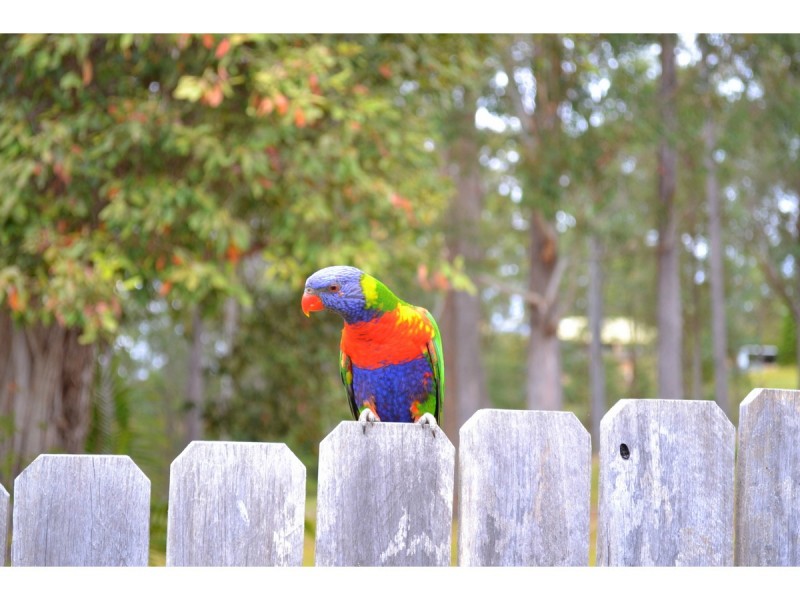 53 Cowarral Circuit, Wauchope NSW 2446