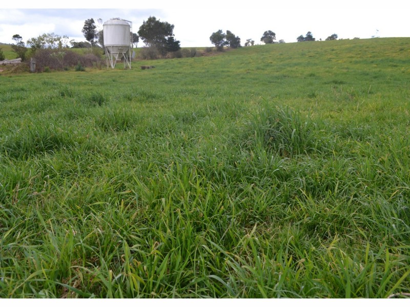 3500 Wingham Road, Comboyne NSW 2429