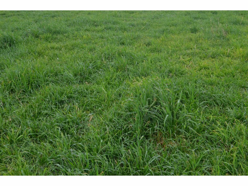 3500 Wingham Road, Comboyne NSW 2429