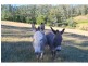 1075 Comboyne Road, Byabarra NSW 2446