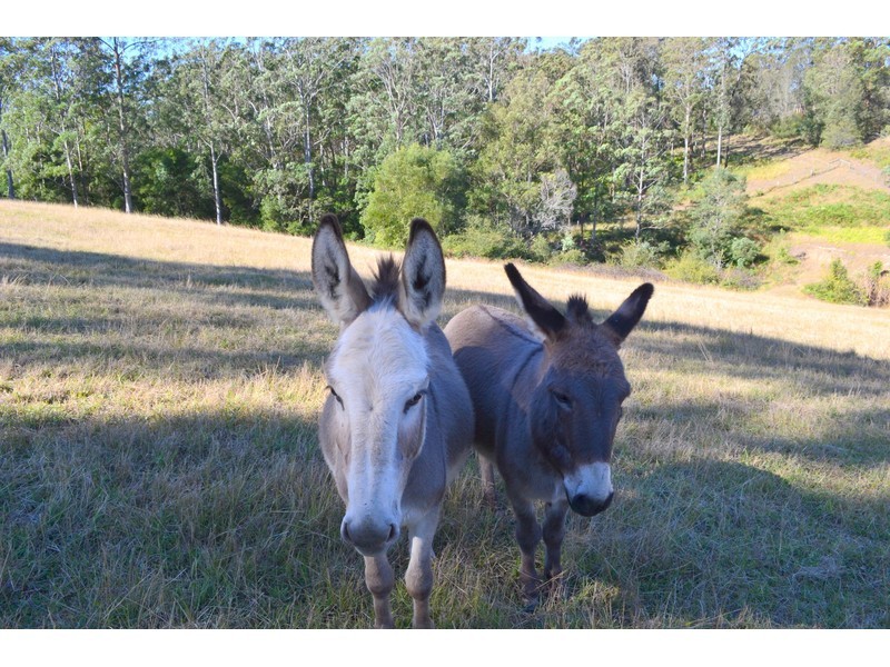 1075 Comboyne Road, Byabarra NSW 2446