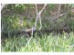 1176 Bellangry Road, Bellangry NSW 2446