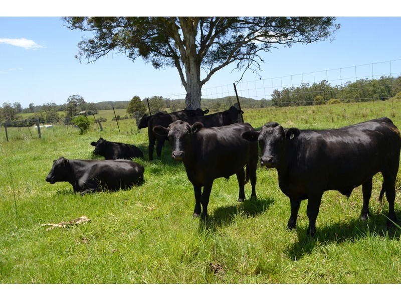 Rollands Plains NSW 2441