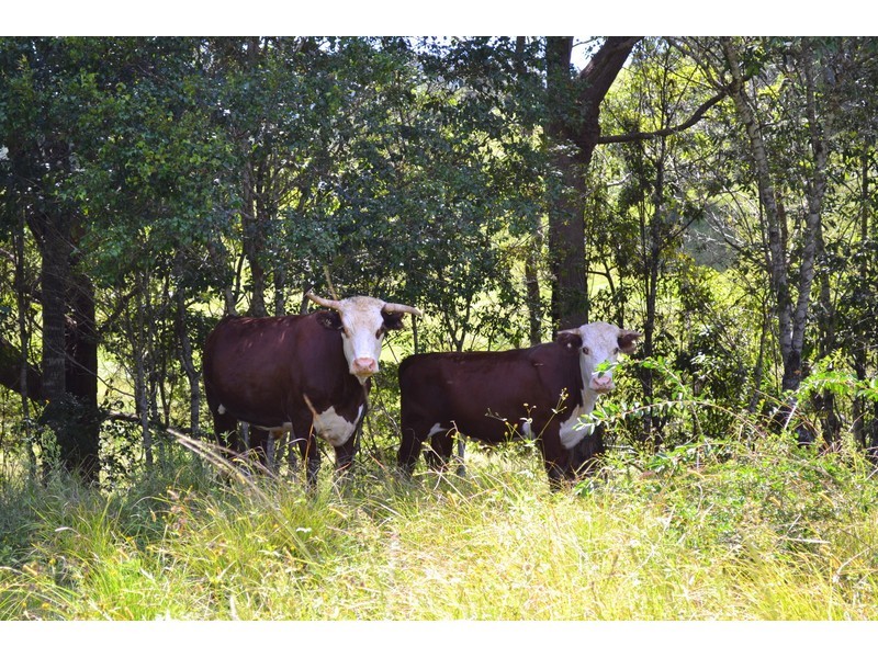 22/ Galbraiths Road, Bellangry NSW 2446