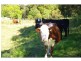 9 Appletree Road, Bellangry NSW 2446