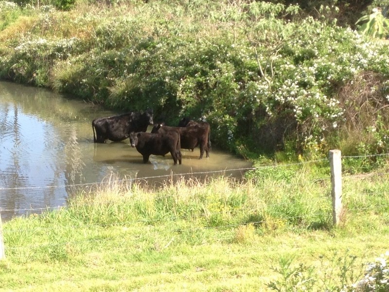 Lot 1, 991 Pappinbarra Road, Pappinbarra NSW 2446