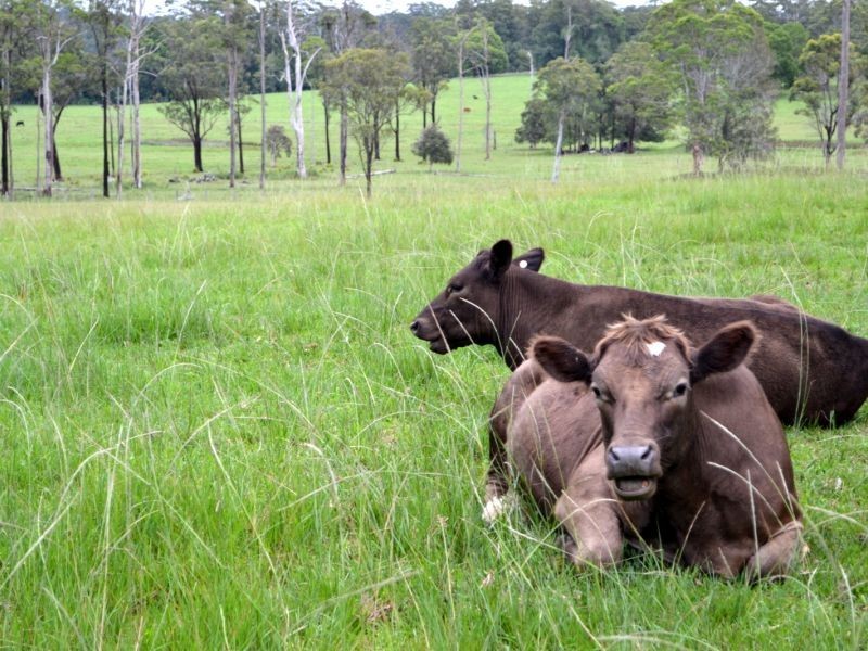 79 Rowsells Road, Pembrooke NSW 2446