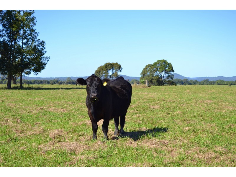 163 Redbank Road, Redbank NSW 2446