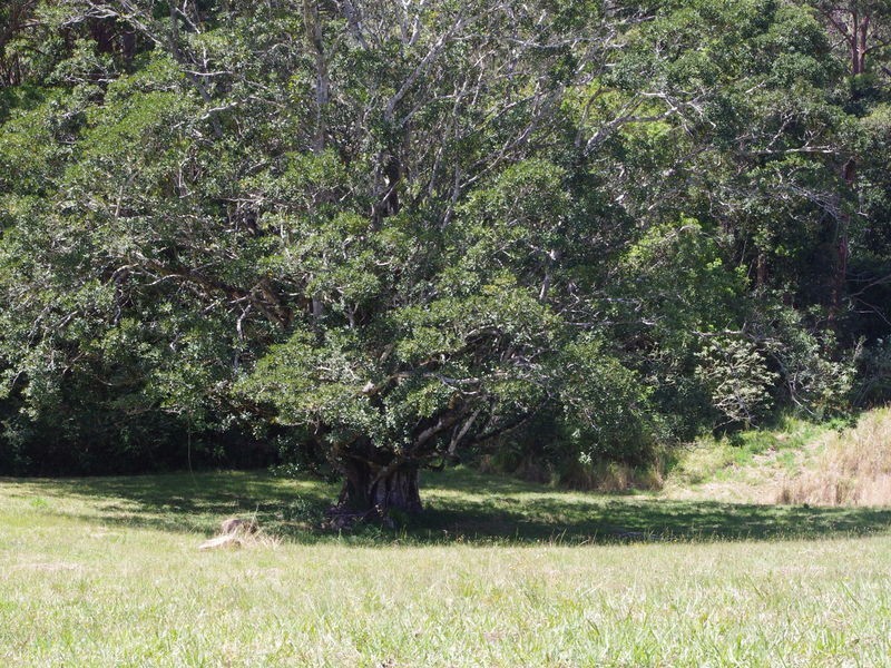 lot 31 Tallowood Lane, Hannam Vale NSW 2443