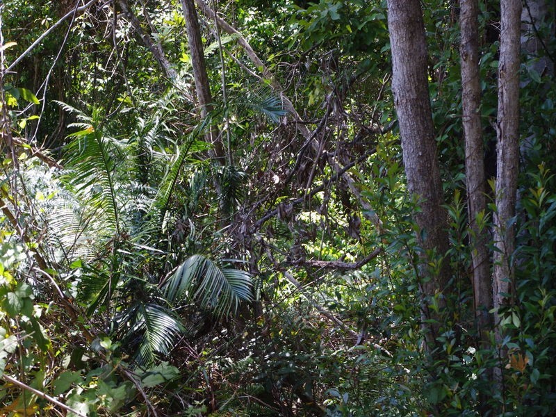 lot 31 Tallowood Lane, Hannam Vale NSW 2443