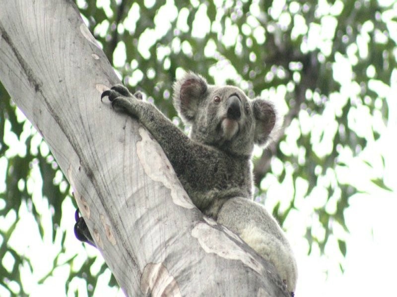 17 Sarow Drive, Warner QLD 4500