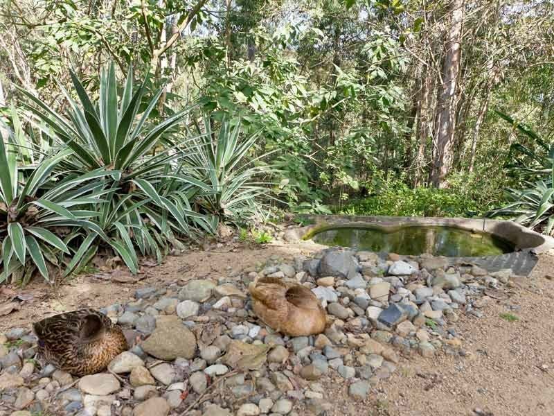 11 Heath Court, Cashmere QLD 4500