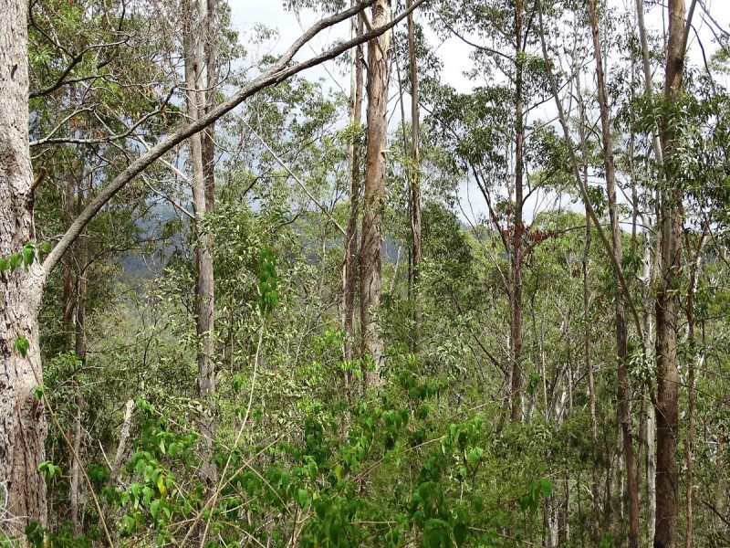 331 Tunnel Ridge Road, Landsborough QLD 4550