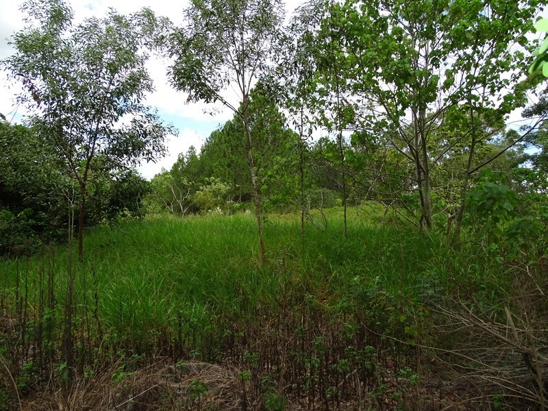 241 Alcock Road, Caboolture QLD 4510