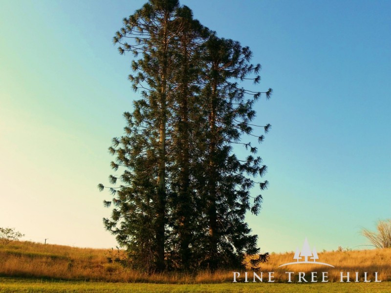 Lot Lot 14, 10 Pine Tree Drive, Kilcoy QLD 4515