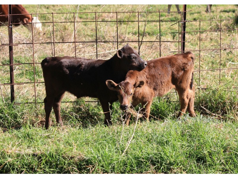 Lot 69 SP258974, 14-126 Sellin Road, Mount Mee QLD 4521