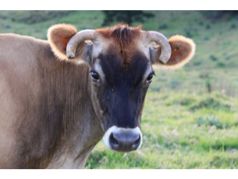 Lot 69 SP258974, 14-126 Sellin Road, Mount Mee QLD 4521