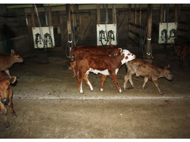 Lot 69 SP258974, 14-126 Sellin Road, Mount Mee QLD 4521