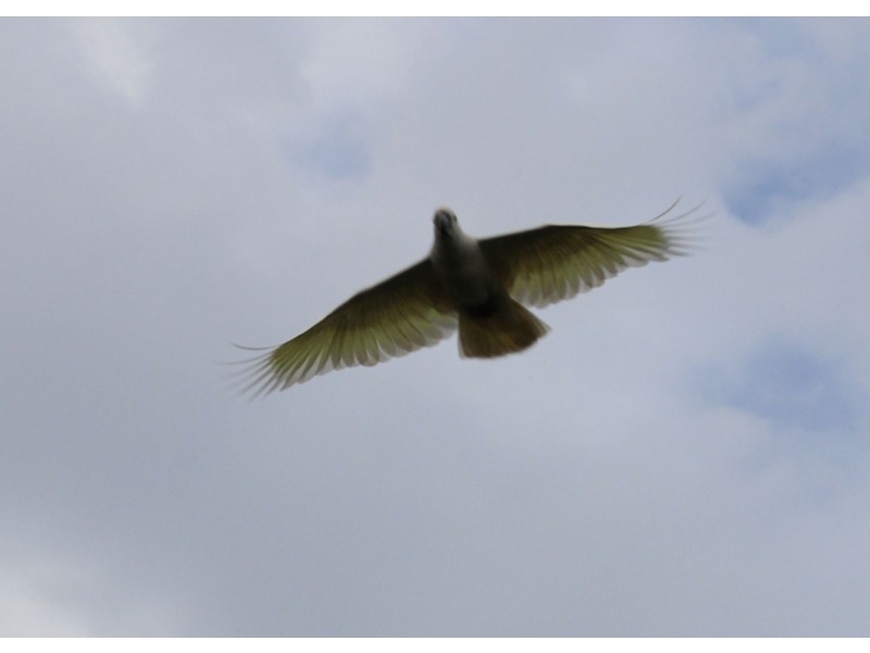 Lot 69 SP258974, 14-126 Sellin Road, Mount Mee QLD 4521