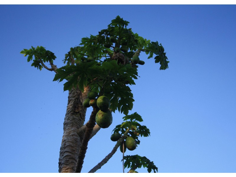 5 Gannon Street, Mount Mee QLD 4521