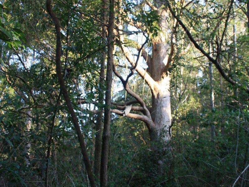 Lot 2,  Hewitt Road, Mount Mee QLD 4521