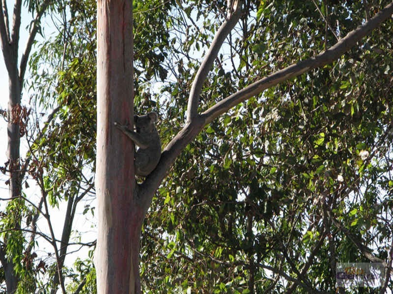 11 Annie Hedge Court, Closeburn QLD 4520