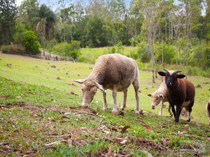 24 Trentham Place, Samford Village QLD 4520
