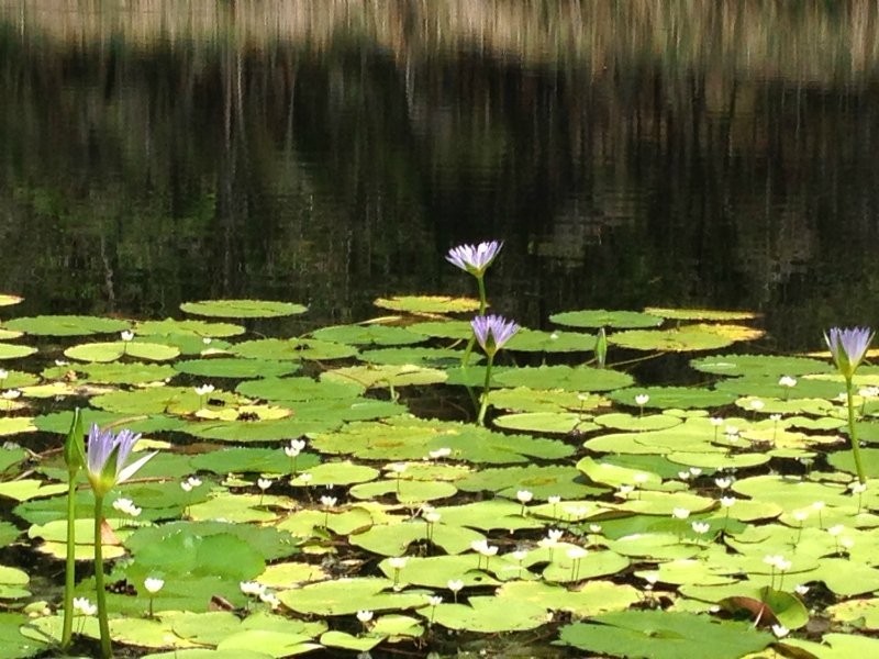 12 Estate Place, Holland Park West QLD 4121