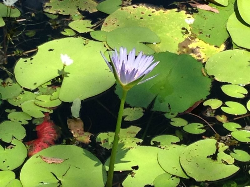 12 Estate Place, Holland Park West QLD 4121