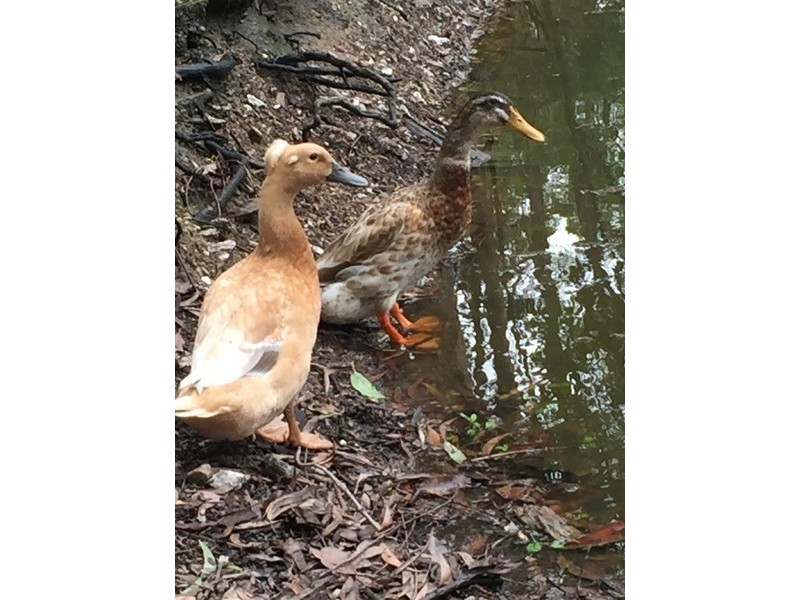 5 Corymbia Lane, Eatons Hill QLD 4037