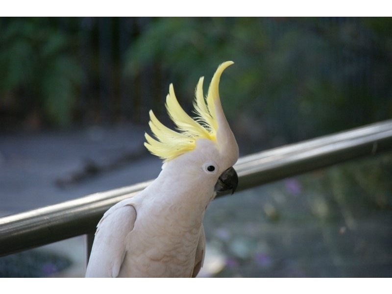 75 Nectar Way, Burpengary QLD 4505