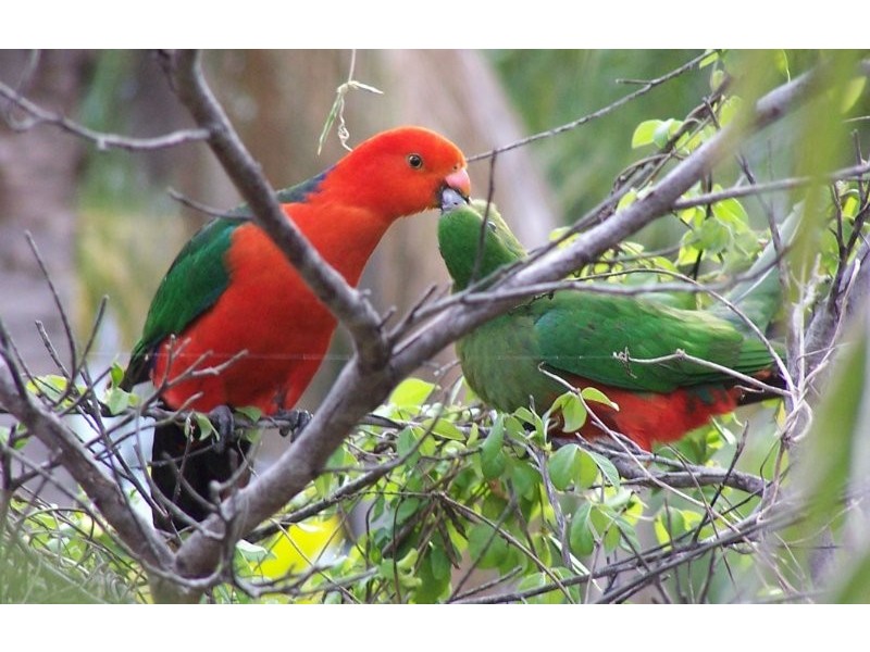 11 Leaver Court, Ormeau QLD 4208